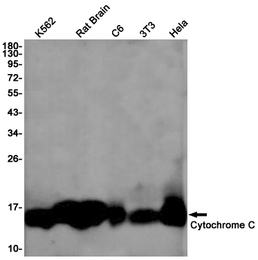 Cytochrome C