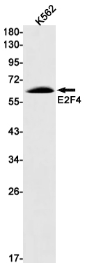 E2F4