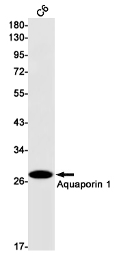 Aquaporin 1