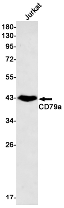 CD79a