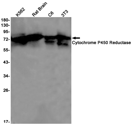 Cytochrome P450 Reductase