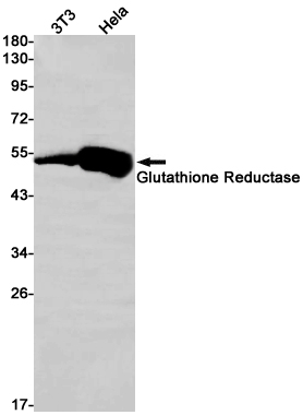 Glutathione Reductase