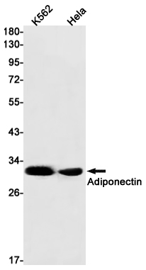 Adiponectin