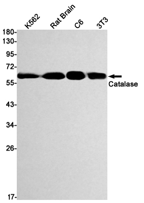 Catalase
