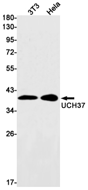 UCH37