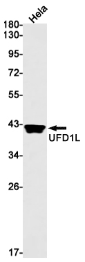 UFD1L