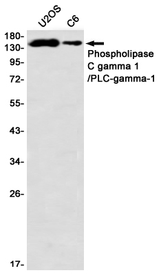 Phospholipase C gamma 1