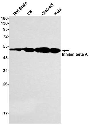 Inhibin beta A