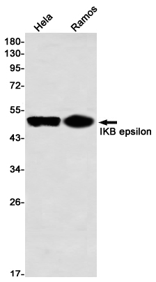 IKB epsilon