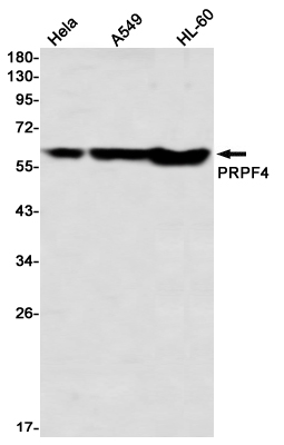 PRPF4