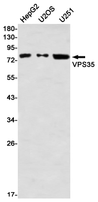 VPS35