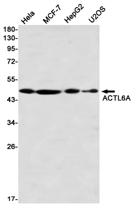 ACTL6A