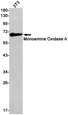 Monoamine Oxidase A