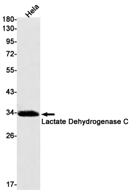 Lactate Dehydrogenase C
