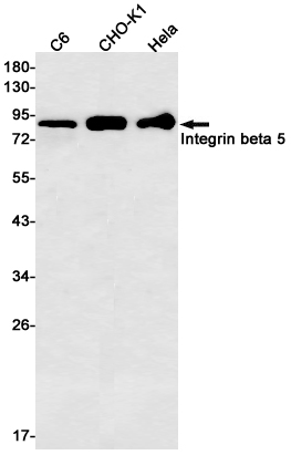 Integrin beta 5