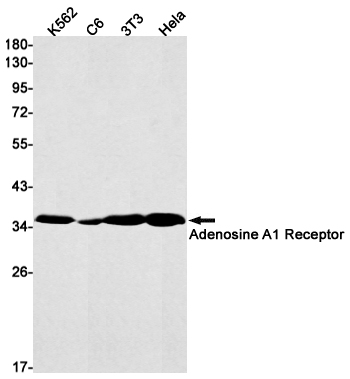 Adenosine A1 Receptor