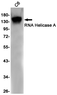 RNA Helicase A