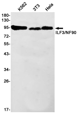 ILF3