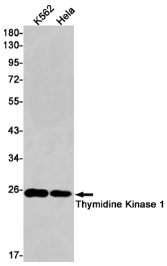 Thymidine Kinase