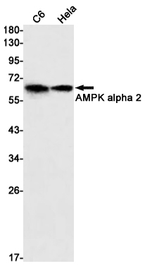 AMPK alpha 2