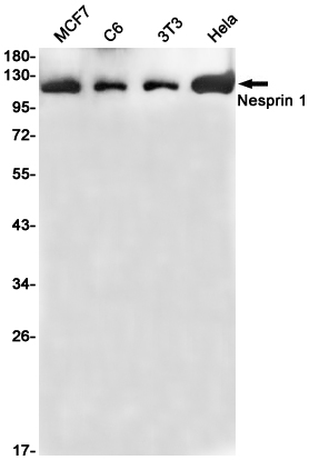 Nesprin 1