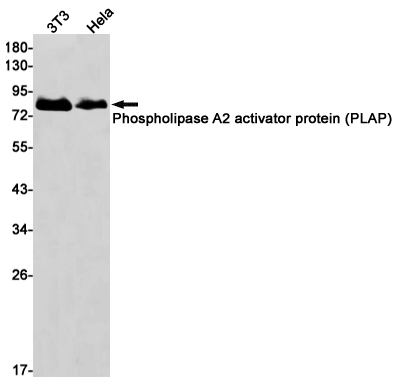 Phospholipase A2 activator protein (PLAP)