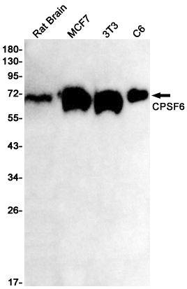 CPSF6