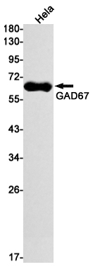 GAD67