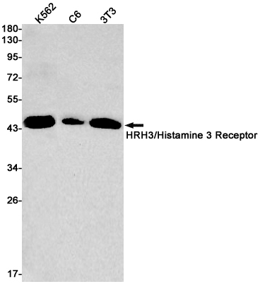 HRH3/Histamine 3 Receptor