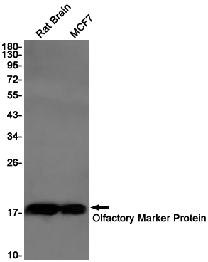 Olfactory Marker Protein