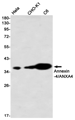 Annexin 4