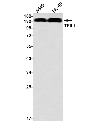 General Transcription Factor II I