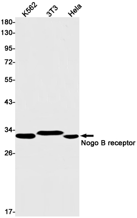 Nogo B receptor
