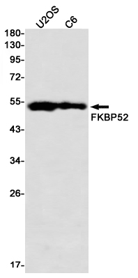 FKBP52