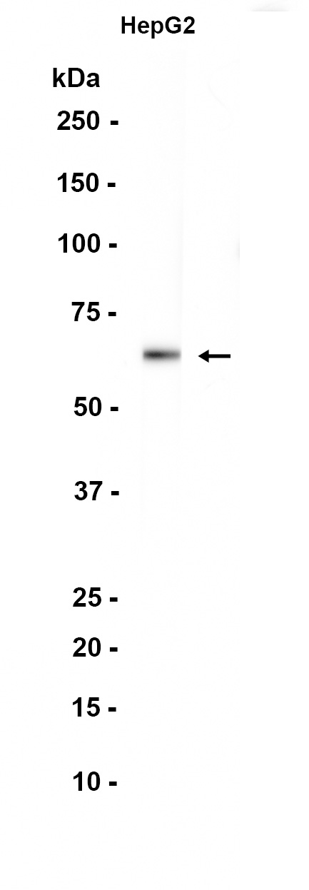 Bovine Serum Albumin