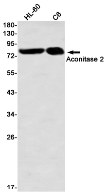 Aconitase 2