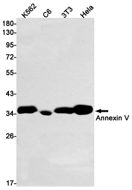 Annexin V