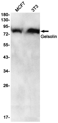 Gelsolin