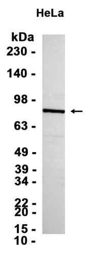 Phospho~RSK1 p90 (Thr573)