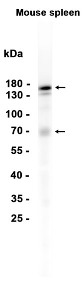 Phospho~Integrin alpha 4 (Ser1027)