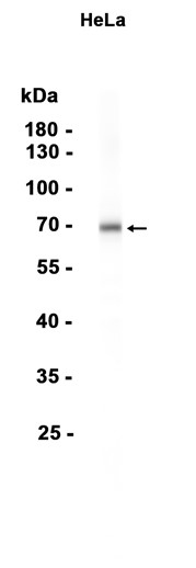 Phospho~PKC zeta (Thr560)