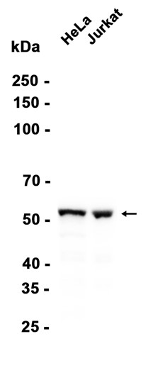Phospho~Chk1 (Ser280)