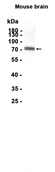 Phospho~Synapsin I (Ser553)