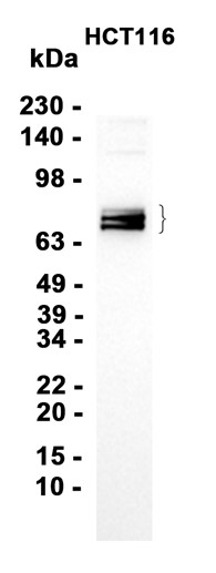 Phospho~PAK4 (Ser474)/PAK5 (Ser602)/PAK6 (Ser560)