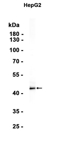 ACTL8