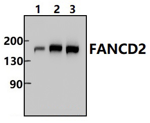 FANCD2