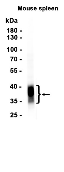 CD8 alpha