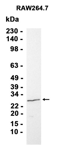 Lysophospholipase 1
