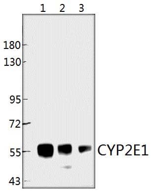 Rabbit polyclonal antibody to CYP2E1