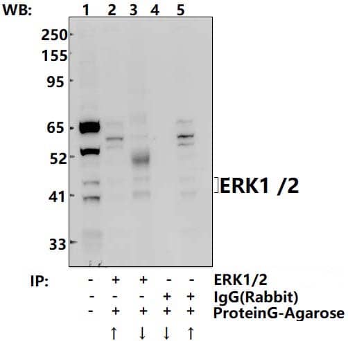 Rabbit polyclonal antibody to ERK1/2 (Y204)
